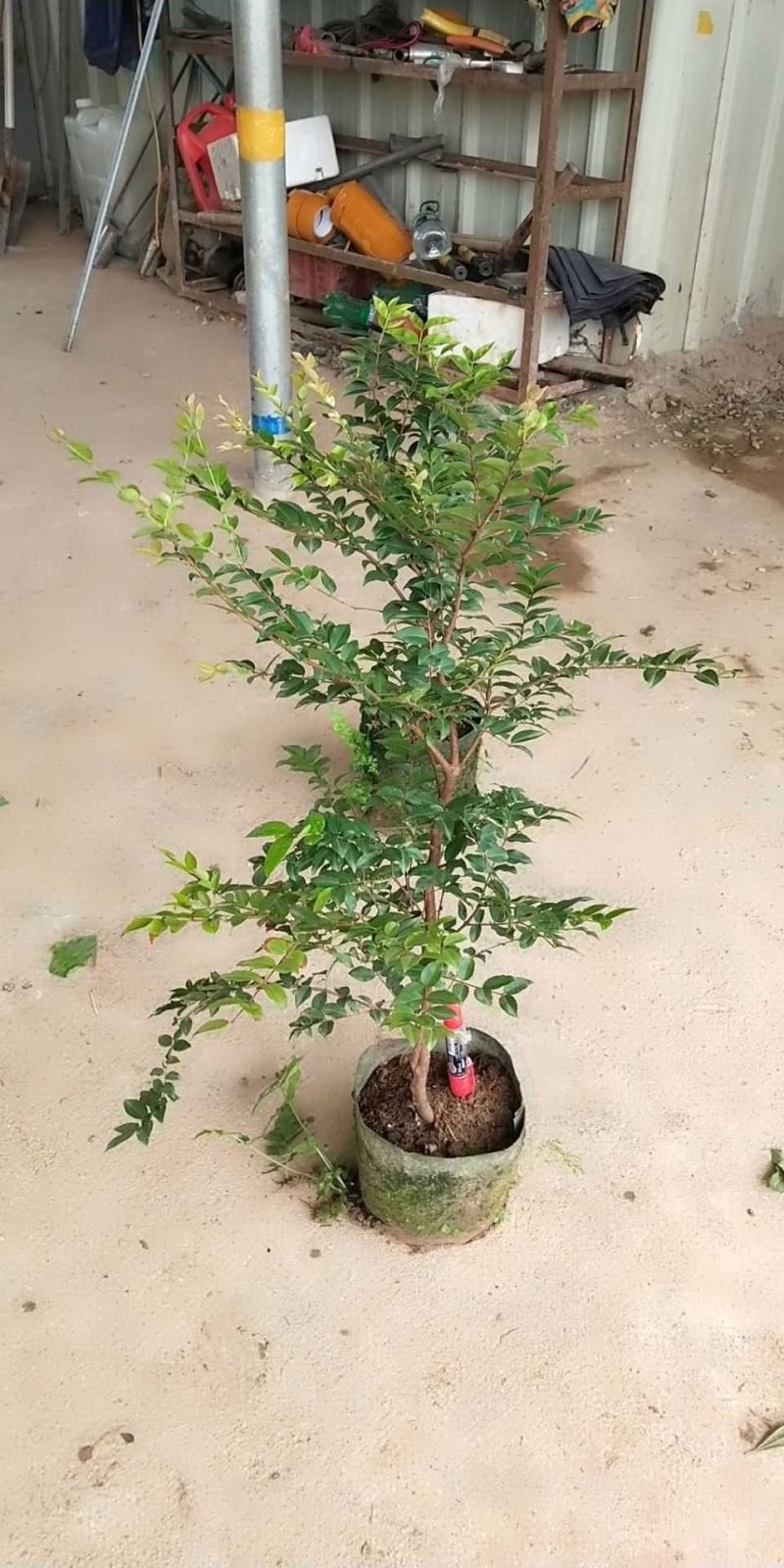 嘉宝果树苗