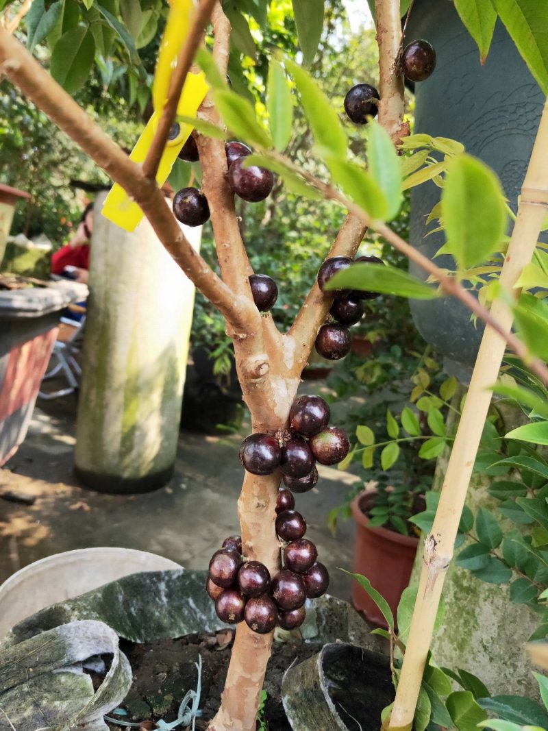 嘉宝果树苗