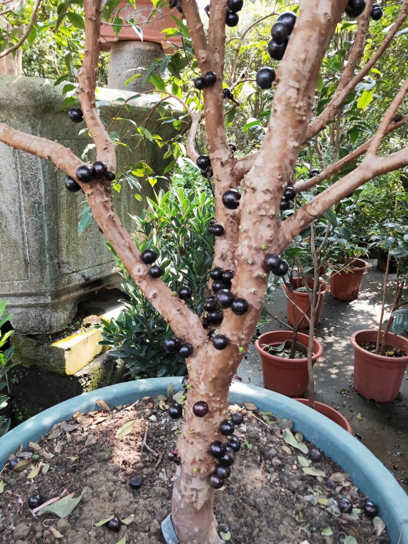 嘉宝果树苗