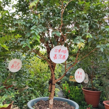 嘉宝果树苗
