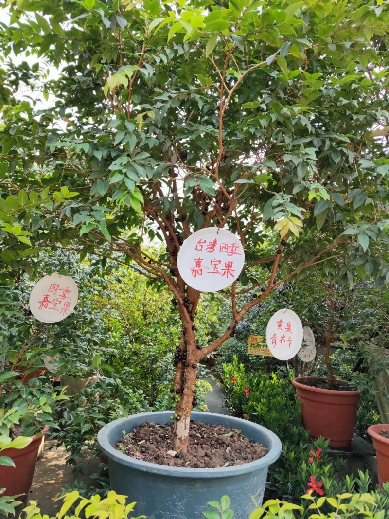 嘉宝果树苗