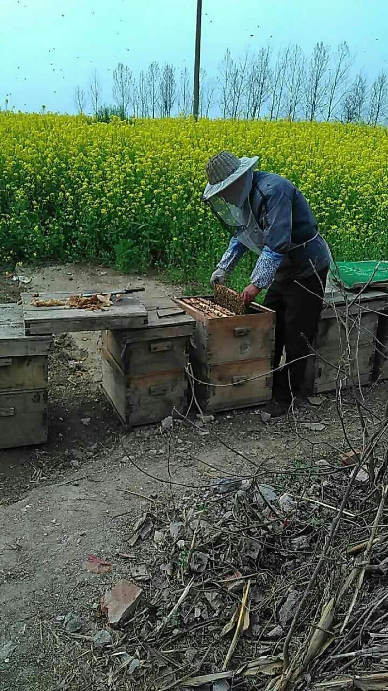 蜂蜜：槐花蜜、荆花蜜、油菜花蜜、益目草蜜、百花蜜，本分的