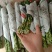 海南精品富贵竹种植基地直批全国售后指导送营养液生根粉