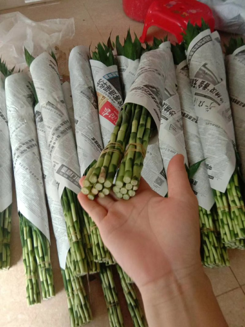 海南精品富贵竹种植基地直批全国售后指导送营养液生根粉