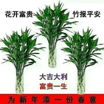 海南精品富贵竹种植基地直批全国售后指导送营养液生根粉