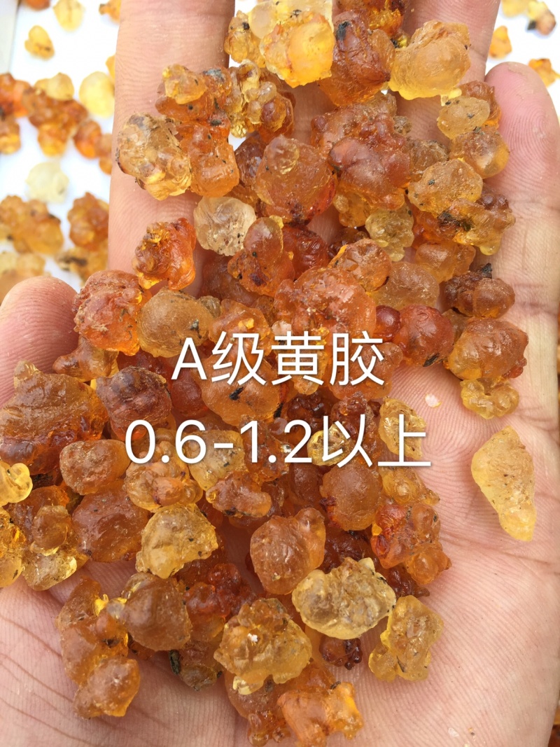湖北随县桃胶产地纯黄-黄红统货爆米花一手货源大量现货批发