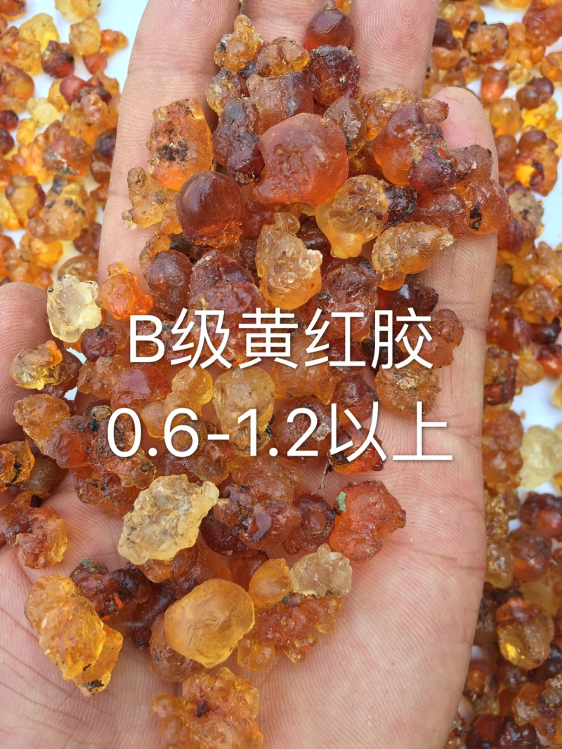 湖北随县桃胶产地纯黄-黄红统货爆米花一手货源大量现货批发