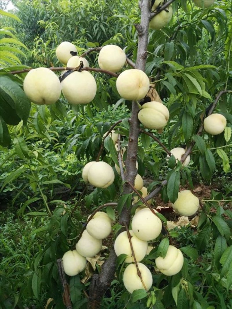 白如桃树苗苗圃直发品质保证可长期合作包成活包技术