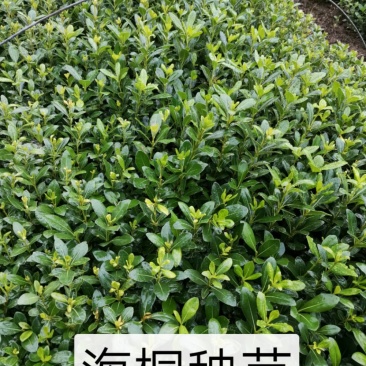 海桐秧苗