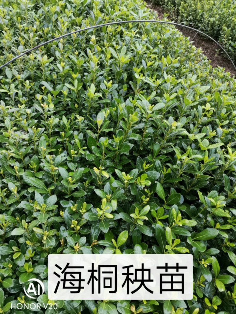 海桐秧苗