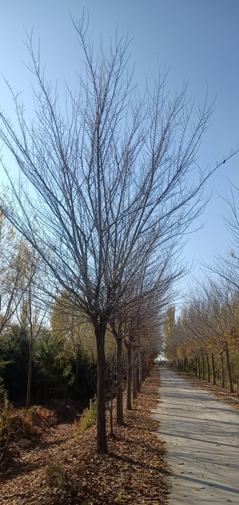 出售长枝榆，圆冠榆