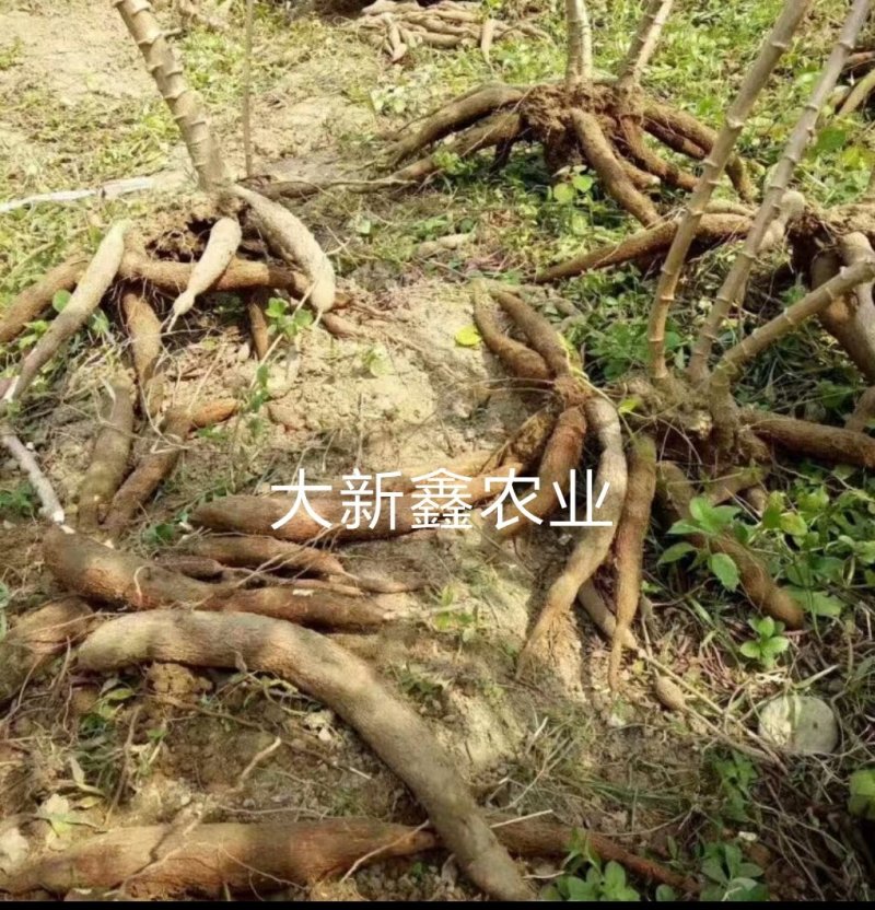 有机板栗木薯(好粉)10斤送2斤(足称)