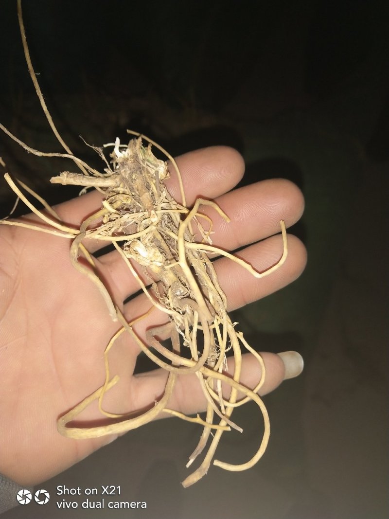 出售各位中药材