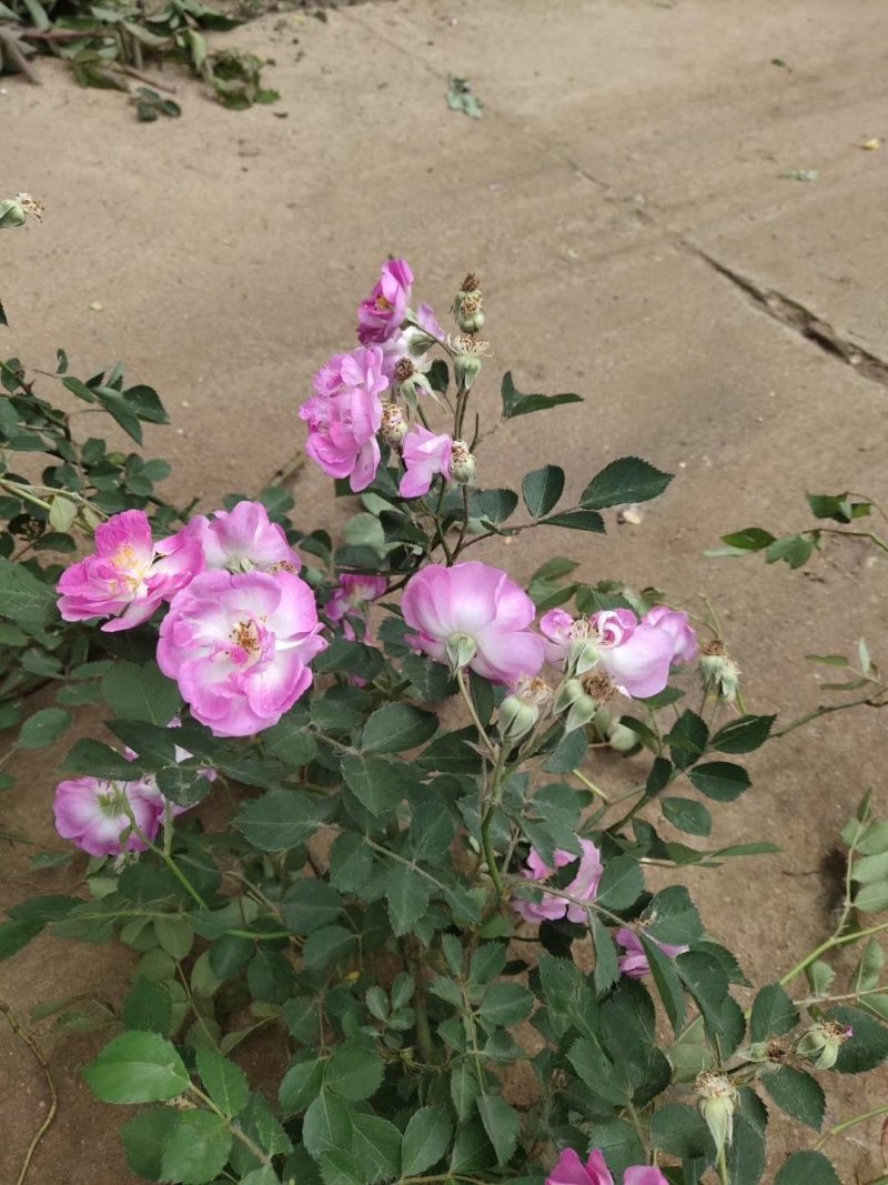 蔷薇苗藤本大花浓香庭院爬藤植物花卉盆栽阳台玫瑰爬墙四季