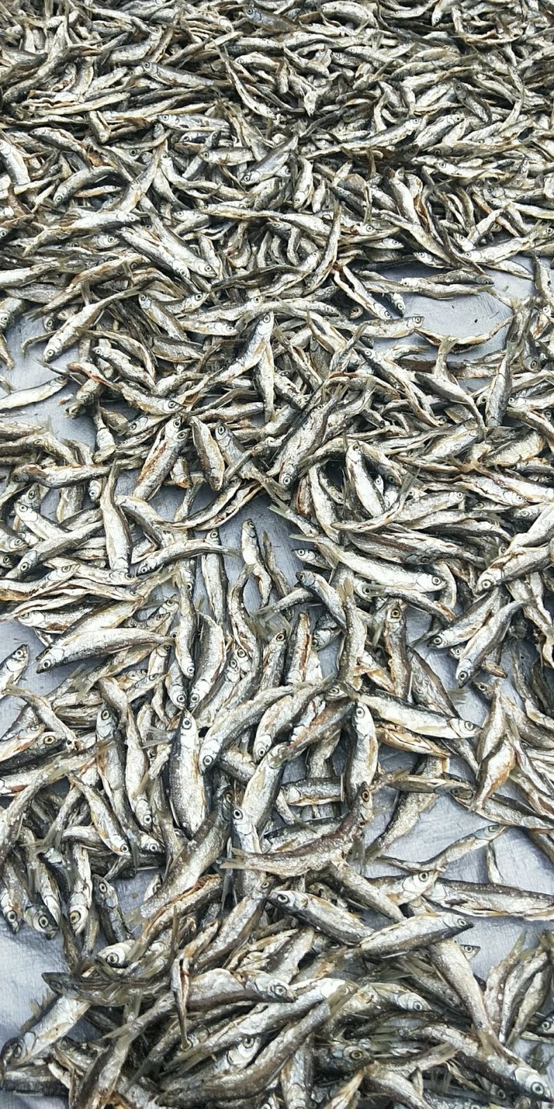 油炸蓝刀鱼/开肚/去内脏/小河鱼/淡盐/水库鱼/
