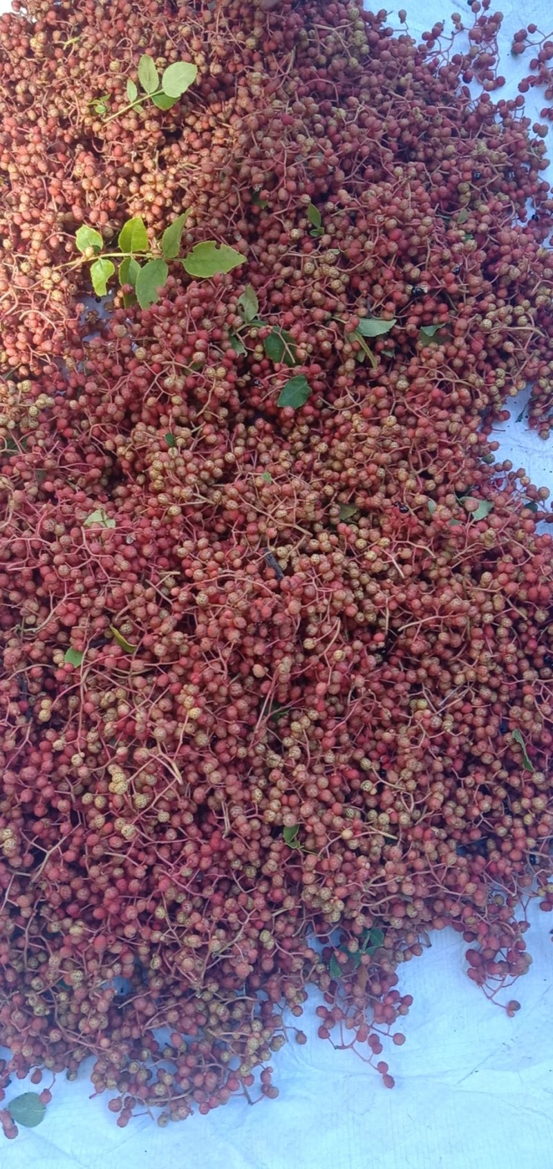 花椒