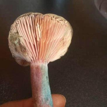 枞木菌松树菌紫菌乌枞菌