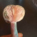枞木菌松树菌紫菌乌枞菌