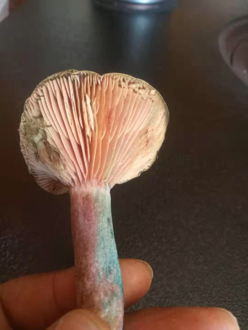 枞木菌松树菌紫菌乌枞菌