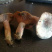 枞木菌松树菌紫菌乌枞菌