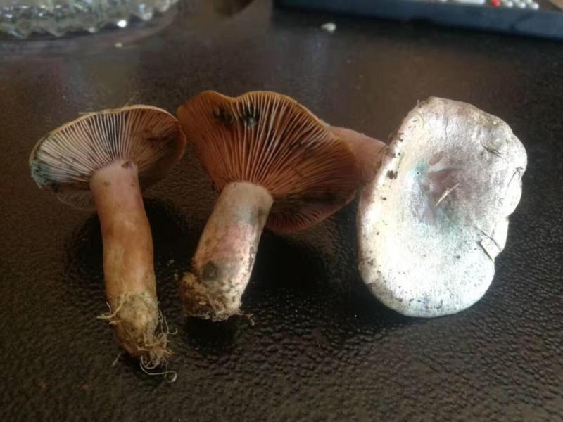 枞木菌松树菌紫菌乌枞菌