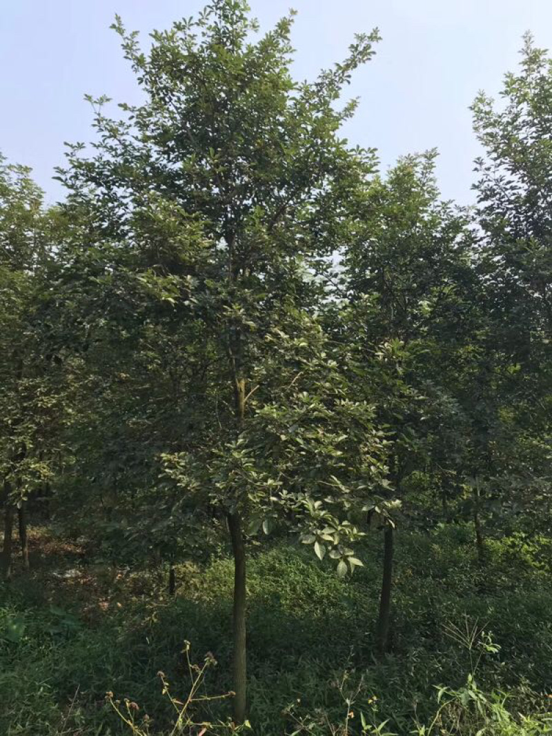 多花黄花风铃木地苗移植骨架全冠
