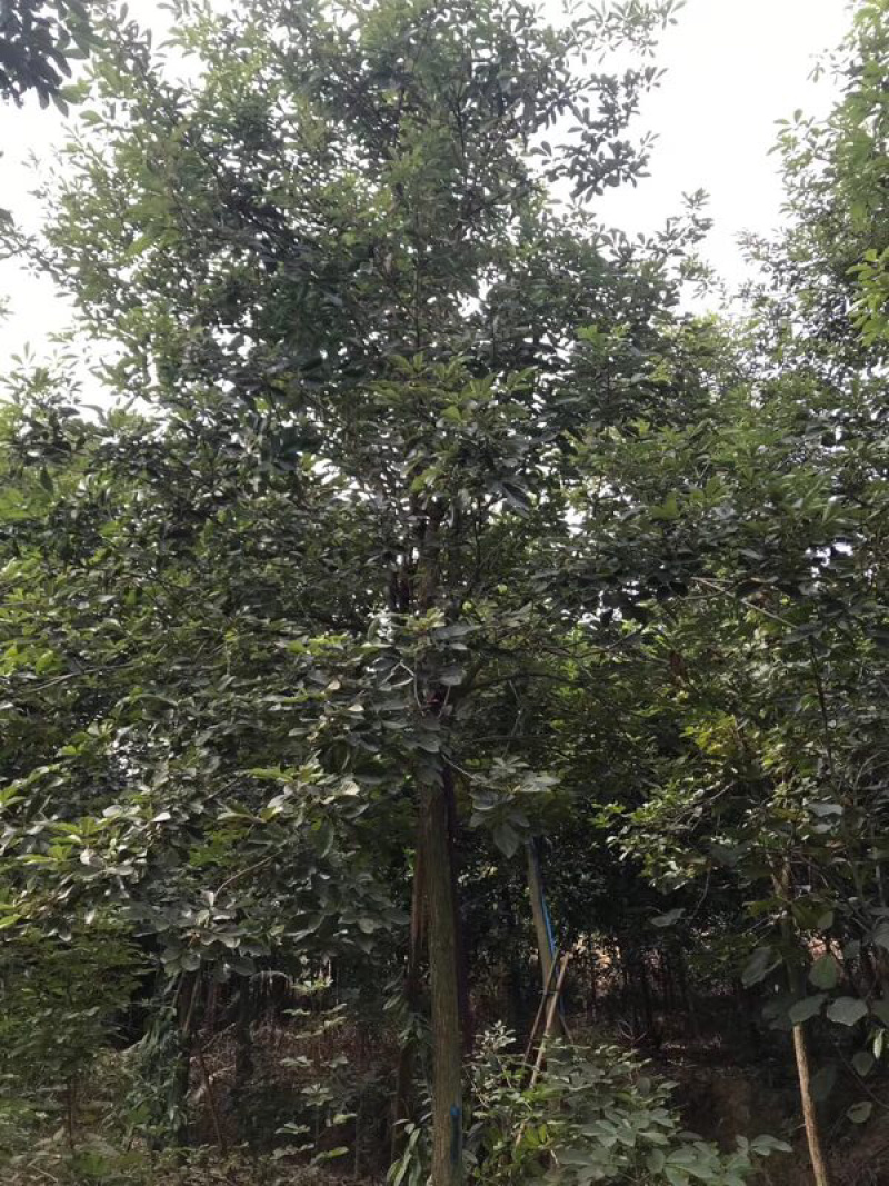 多花黄花风铃木地苗移植骨架全冠