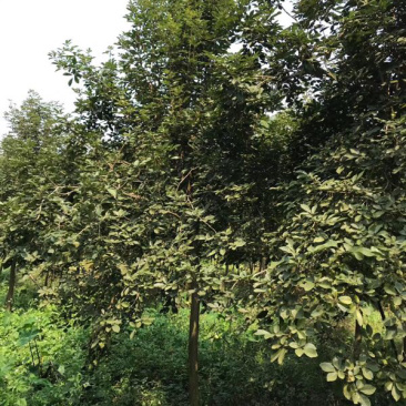 多花黄花风铃木地苗移植骨架全冠