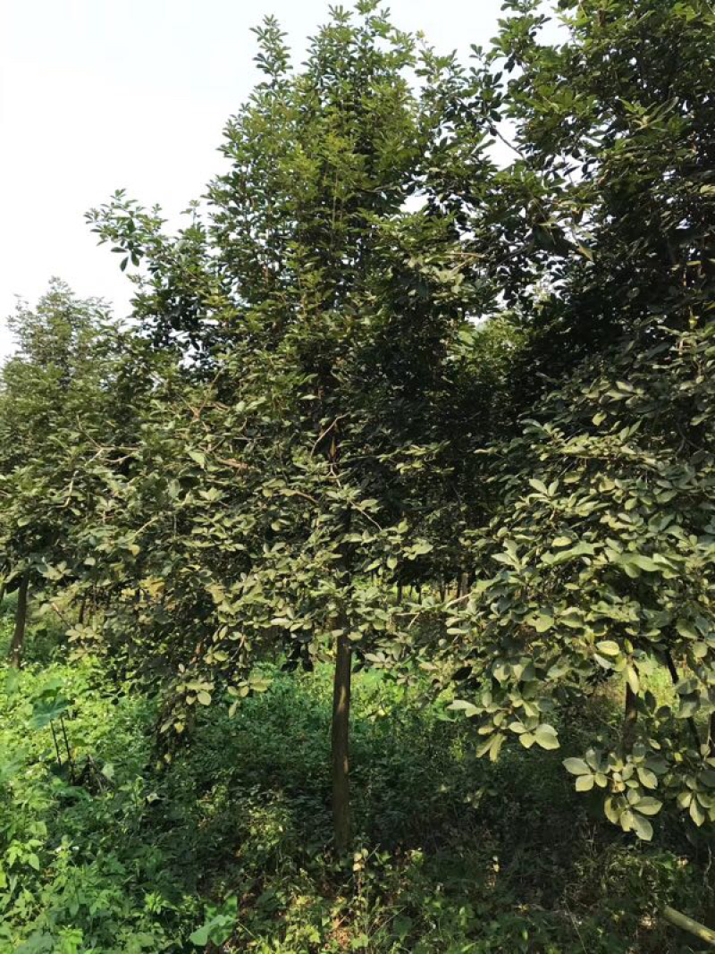 多花黄花风铃木地苗移植骨架全冠