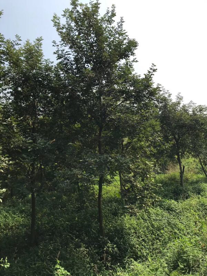 多花黄花风铃木地苗移植骨架全冠