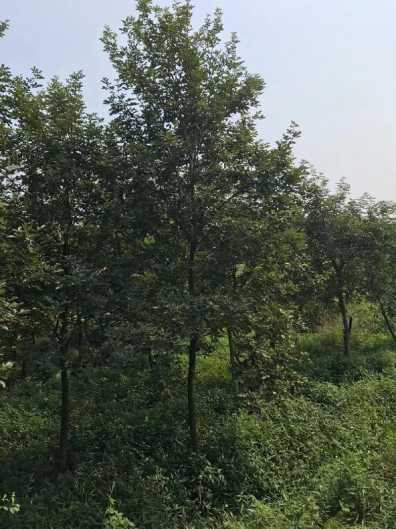 多花黄花风铃木地苗移植骨架全冠