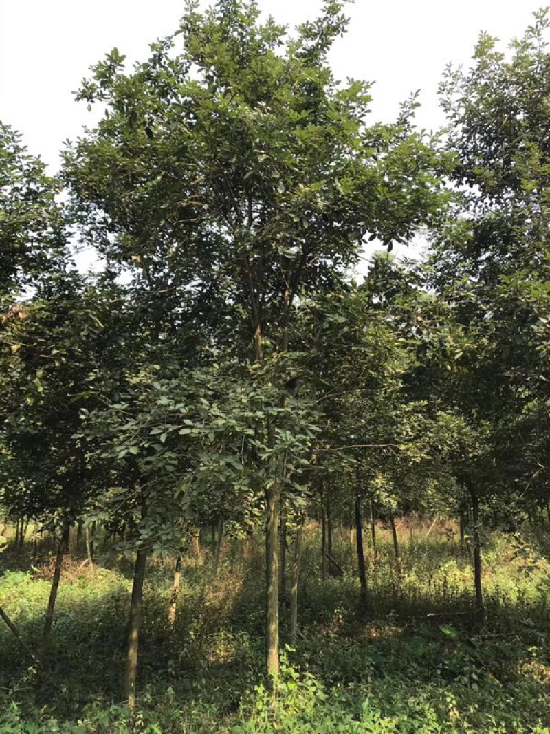 多花黄花风铃木地苗移植骨架全冠