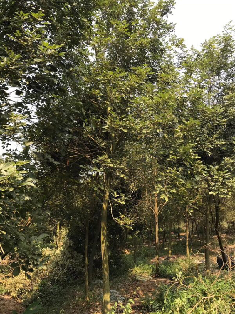 多花黄花风铃木地苗移植骨架全冠