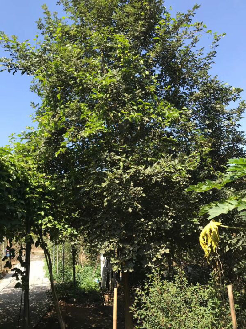 多花黄花风铃木地苗移植骨架全冠