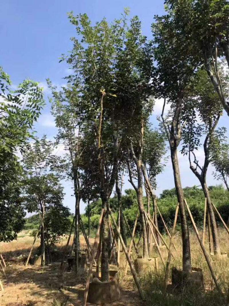 多花风铃木地苗移植骨架全冠