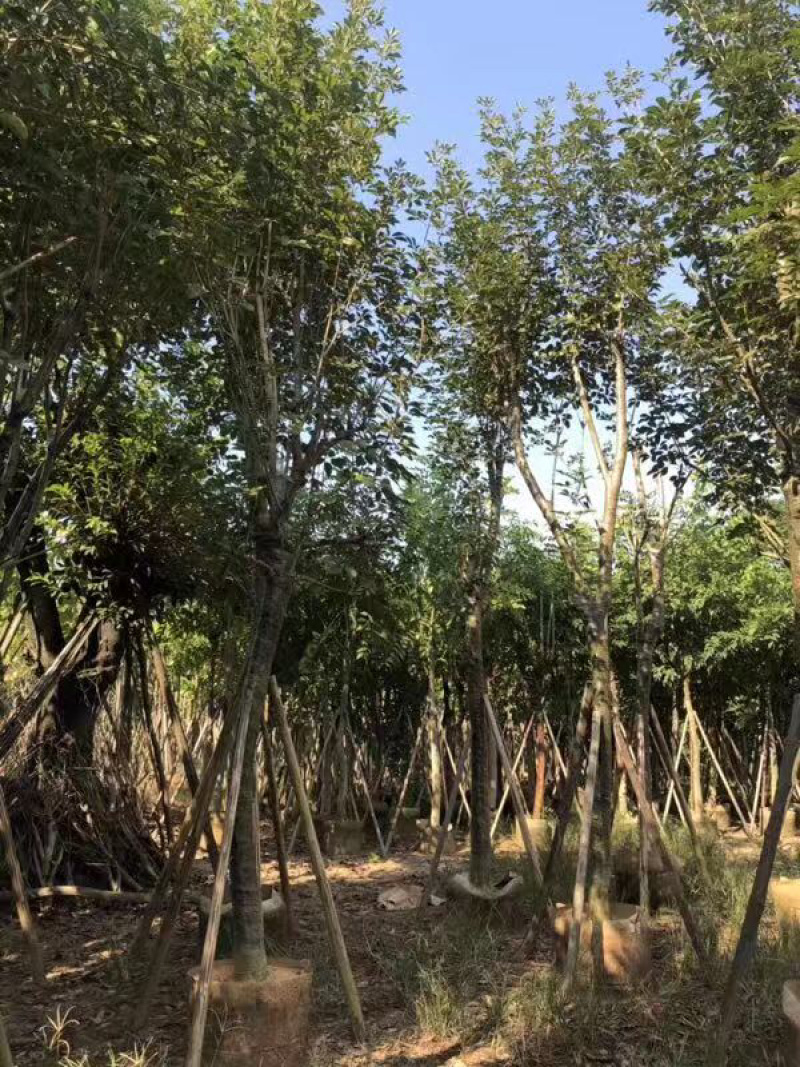 多花风铃木地苗移植骨架全冠