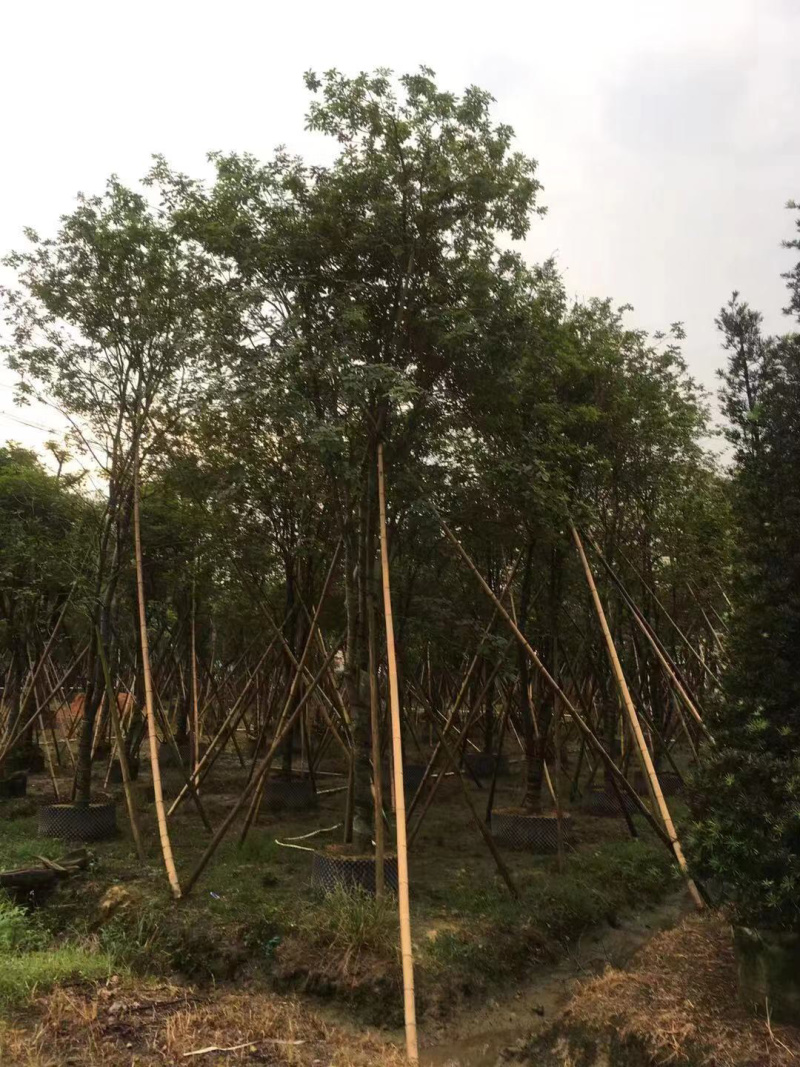 多花风铃木地苗移植骨架全冠