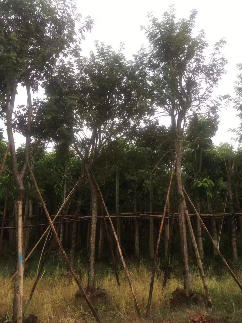 多花风铃木地苗移植骨架全冠