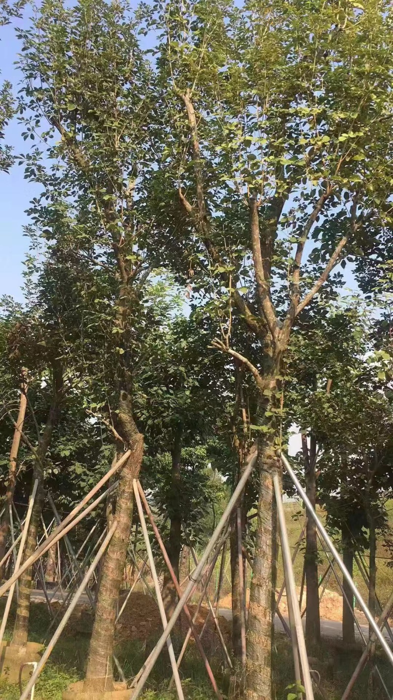 多花风铃木地苗移植骨架全冠