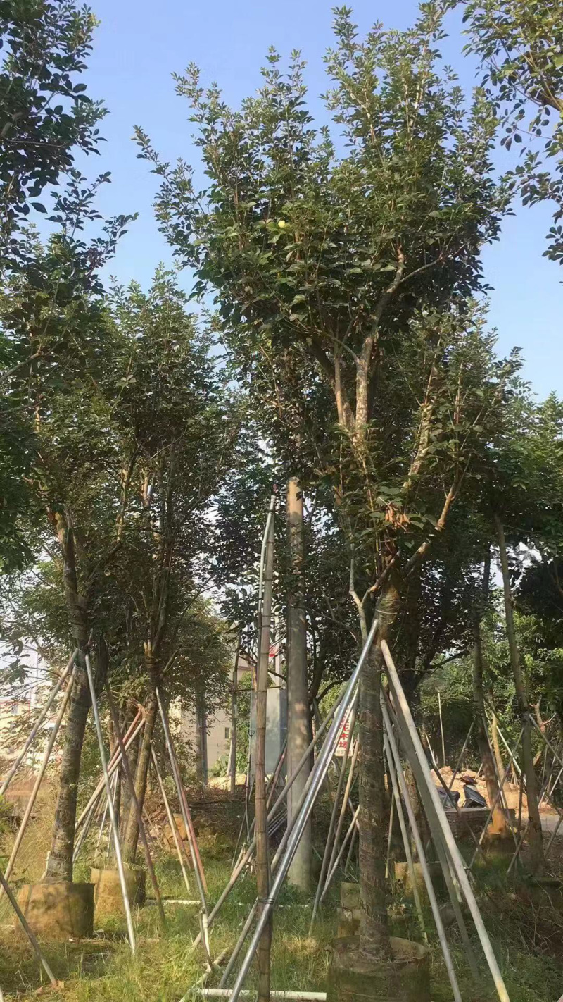 多花风铃木地苗移植骨架全冠