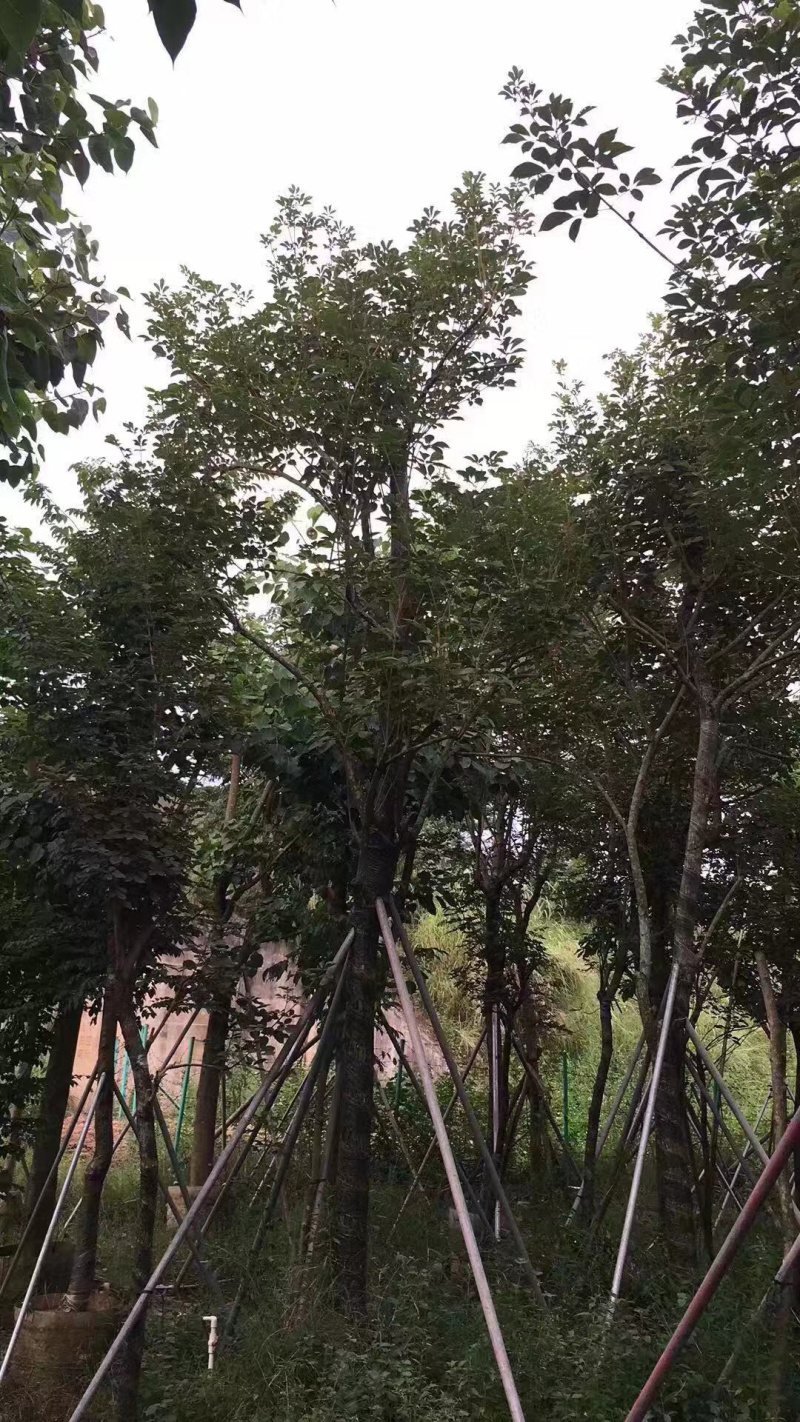 多花风铃木地苗移植骨架全冠