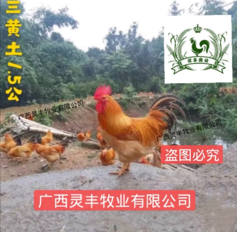 【中三黄鸡，大三黄鸡苗】三黄鸡苗，包打疫苗假一赔十