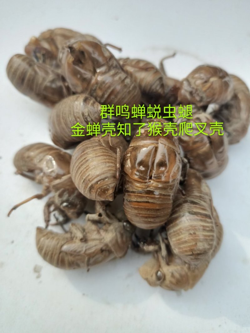 蝉蜕虫螁金蝉壳金蝉皮蝉壳蝉皮蝉衣知了壳知了皮爬叉壳爬叉皮