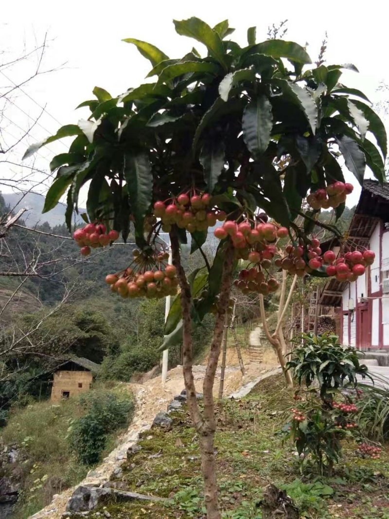 朱砂根，