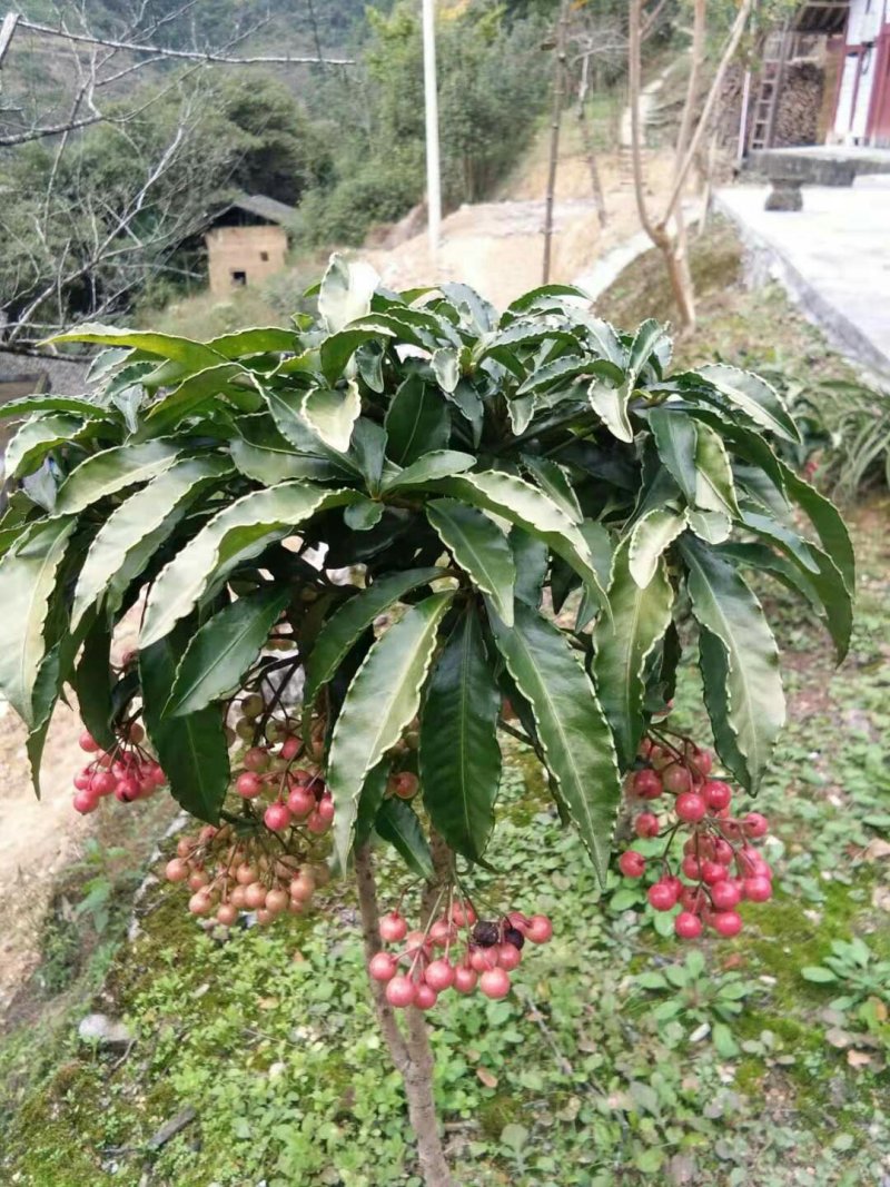 朱砂根，