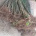 红油香椿苗大棚专用提供技术基地