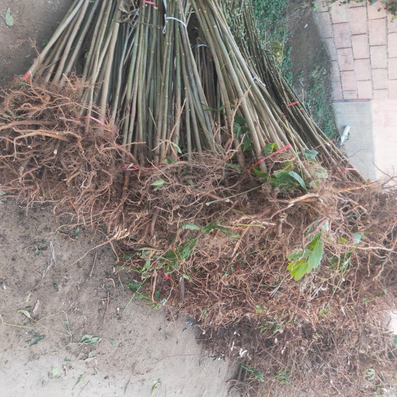 红油香椿苗大棚专用提供技术基地