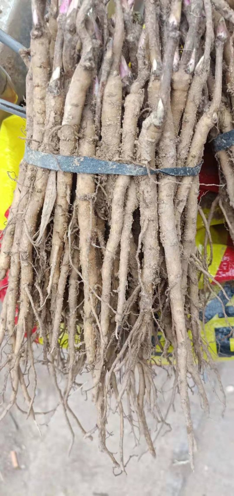 牡丹，花。牡丹花花牡丹