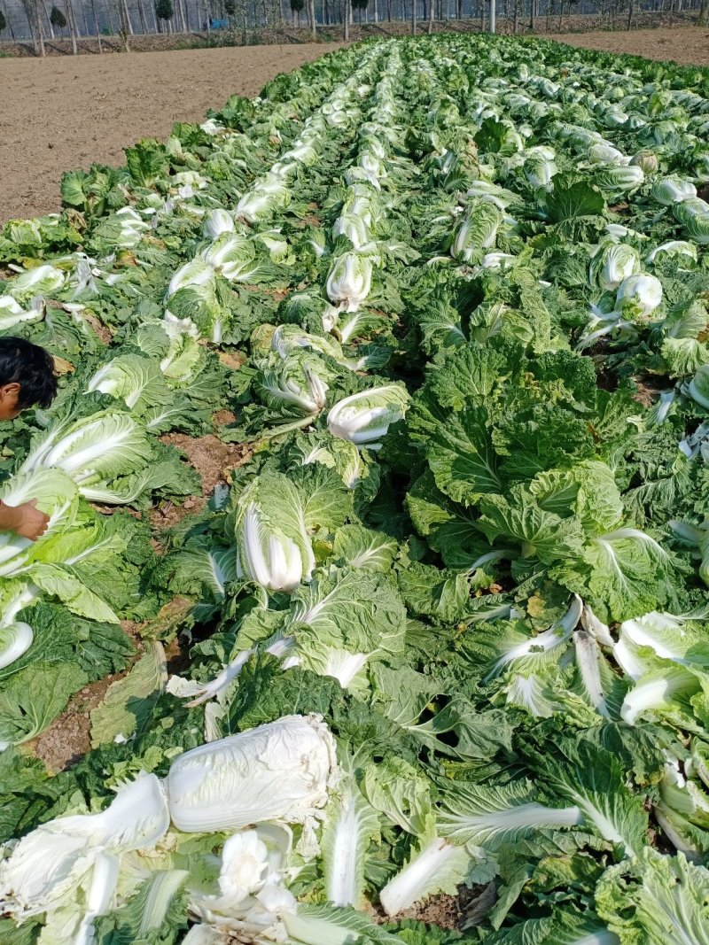 兰陵县货源充足长期供应电商加工厂泡菜全国发货】