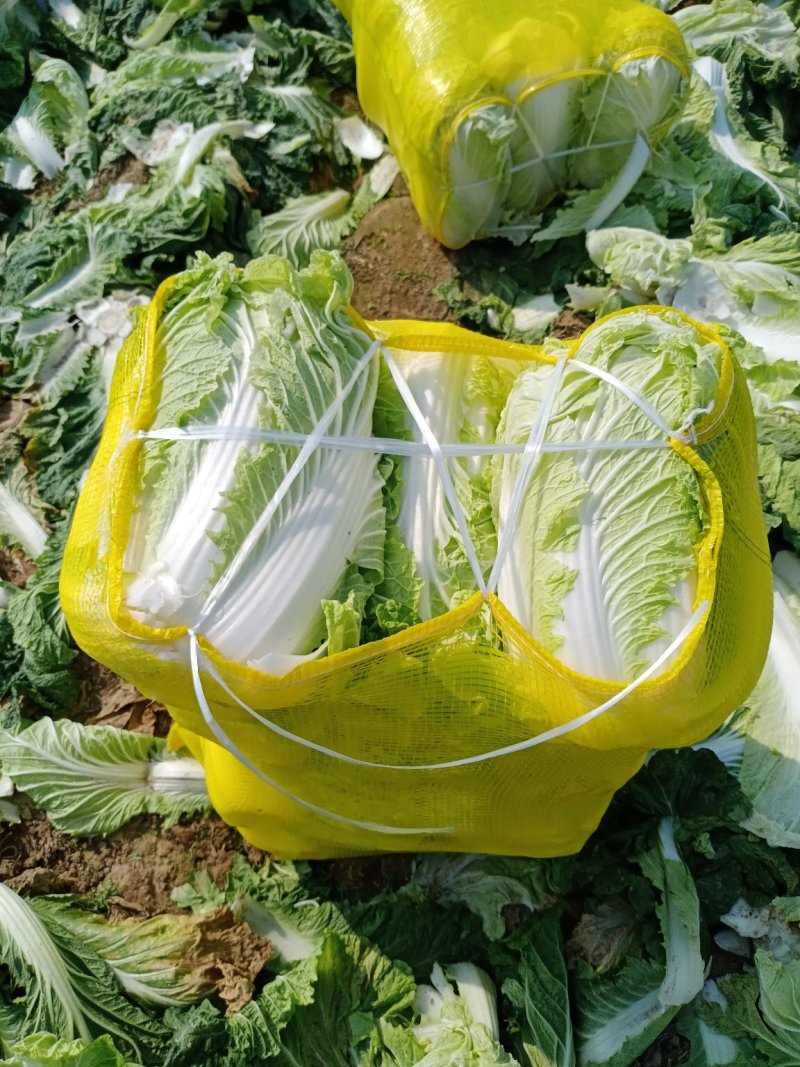 兰陵县货源充足长期供应电商加工厂泡菜全国发货】
